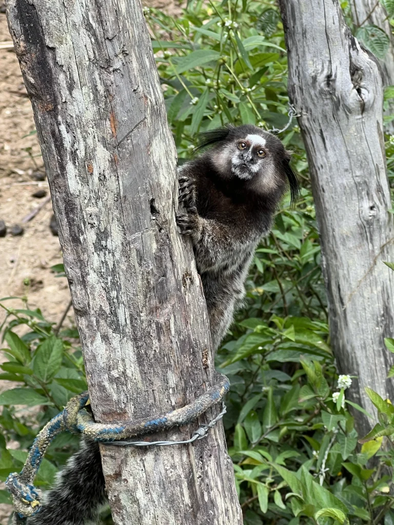 Singe du Brésil